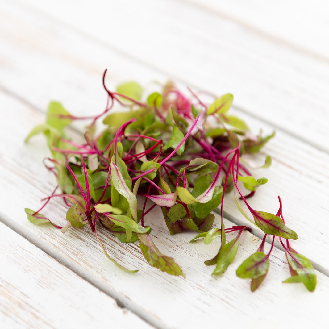 Vegetable & Fruit Seed – Vermont Wildflower Farm