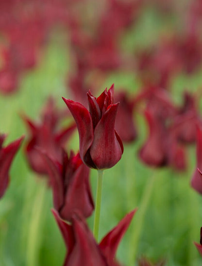 Tulip Sarah Raven