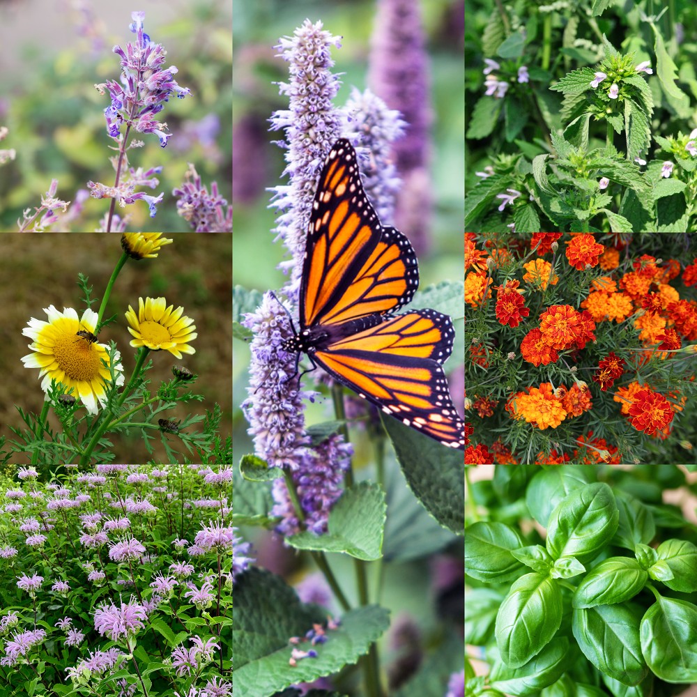 mosquito repellent plant seeds Bug Repellent Wildflower And Herb Seed Mix