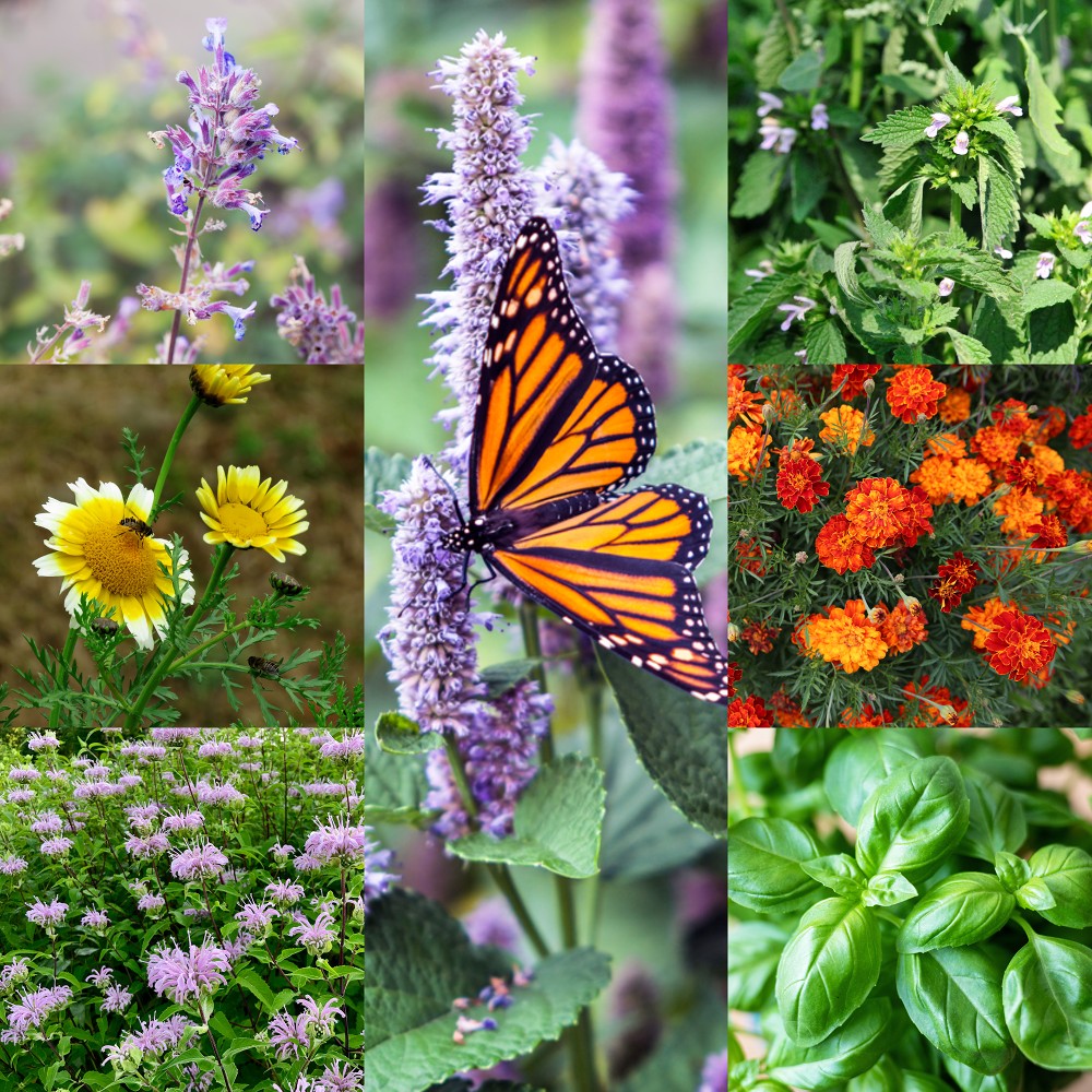 Bug Repellent Wildflower and Herb Seed Mix