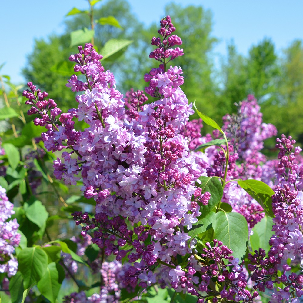 Syringa 'Common Lilac'