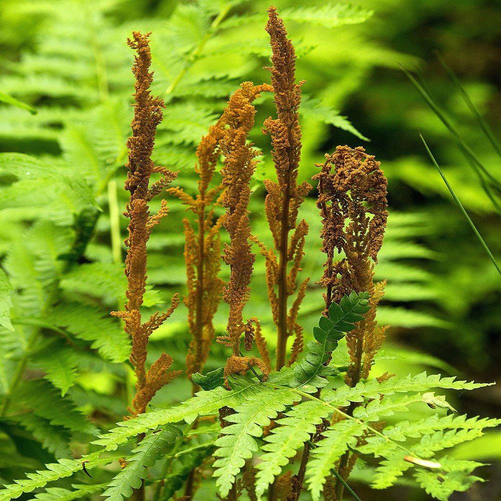 Cinnamon Fern