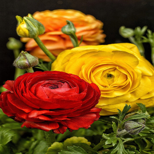 Ranunculus 'Persian Buttercup Mix '