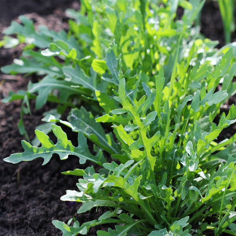 ORGANIC Arugula Seeds