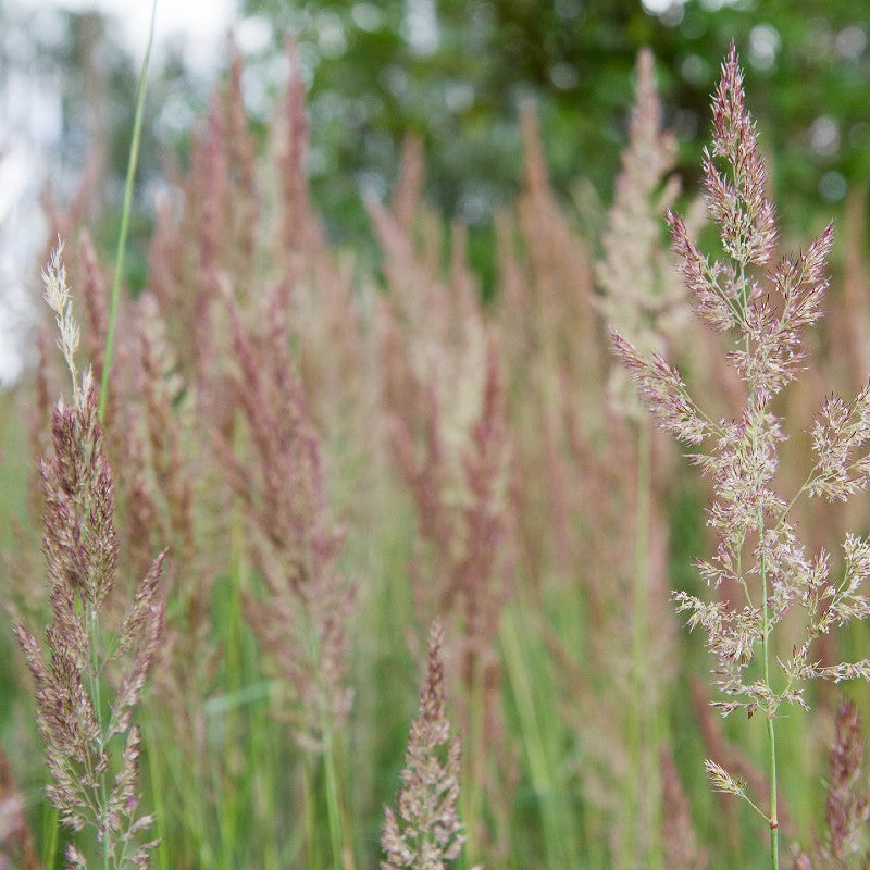 Autumn Bentgrass Seeds (Agrostis perennans)