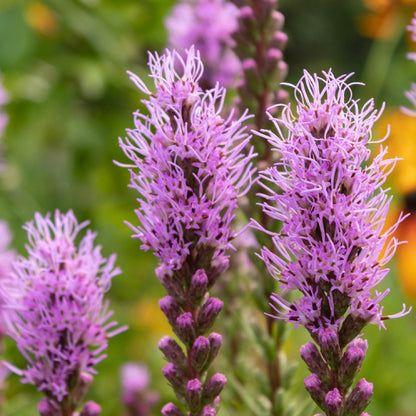 Blazing Star Seeds (Liatris spicata)