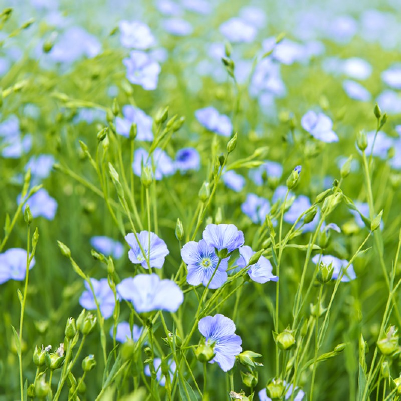 lin lan flower seeds Blue Flax Seeds (Linum Perenne)
