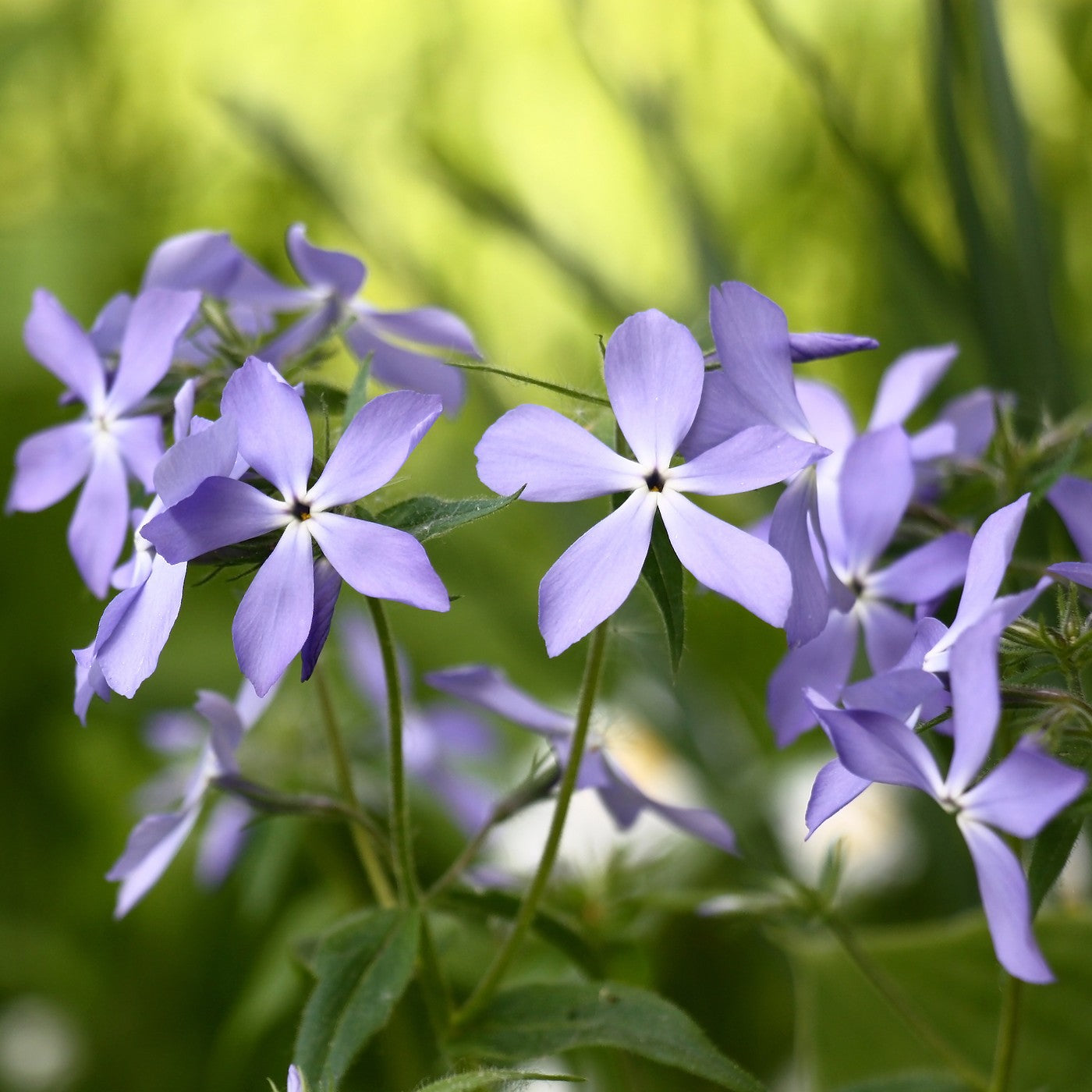 Wild Blue Phlox Seeds