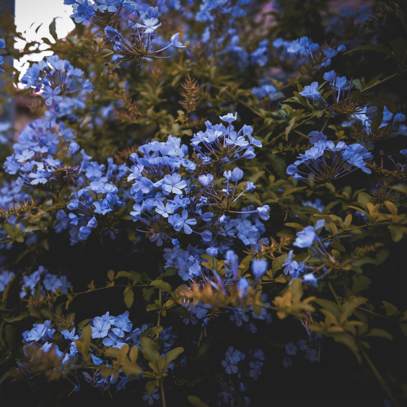 Wild Blue Phlox Seeds