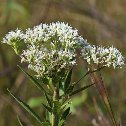 Boneset Seeds (Eupatorium perfoliatum)