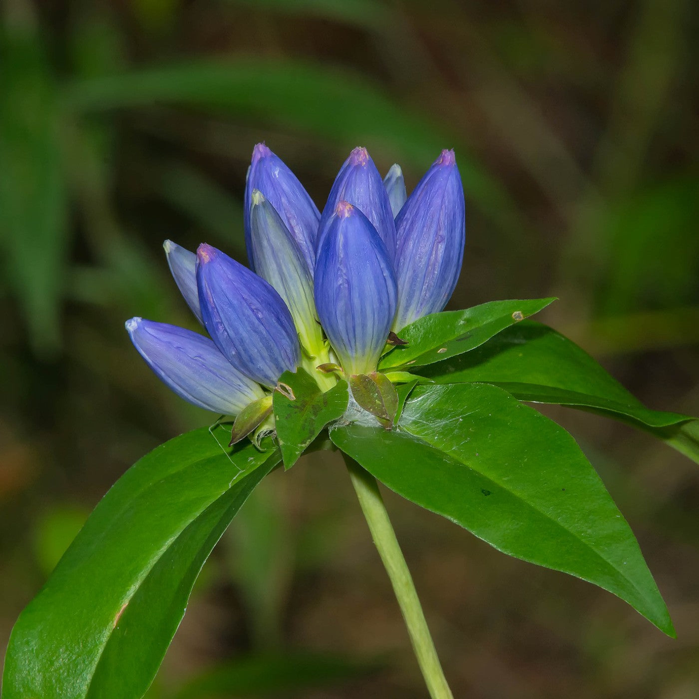 Bottle Gentian Seeds (Gentiana andrewsii)