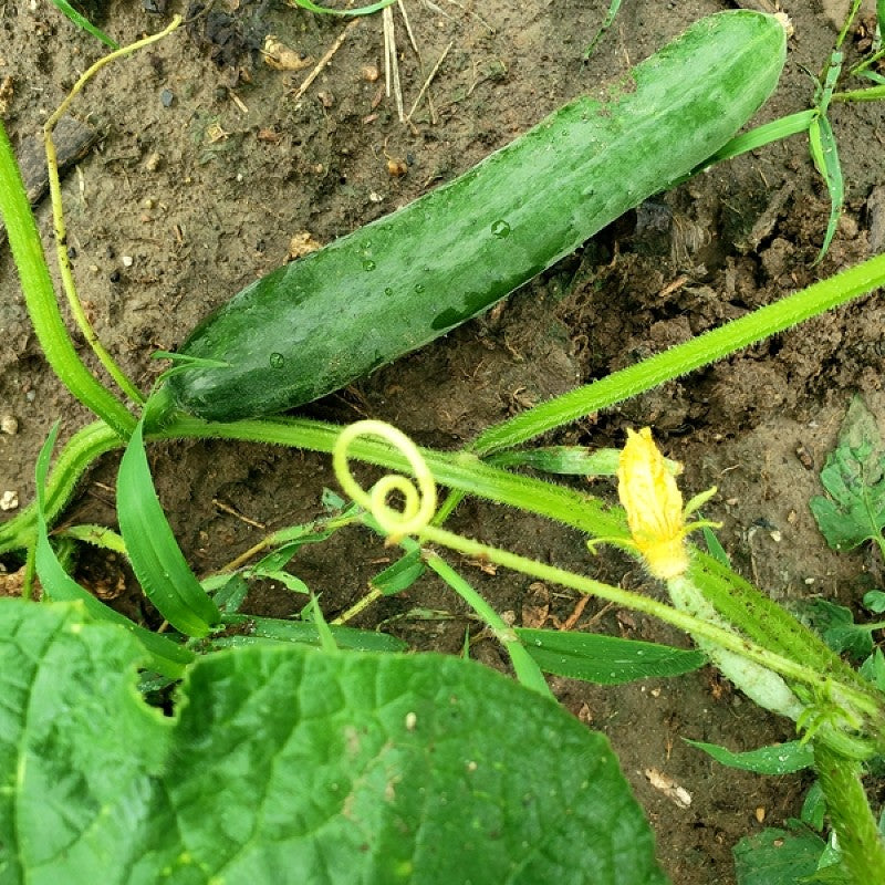 ORGANIC Cucumber - Early Spring Burpless F1 Seeds