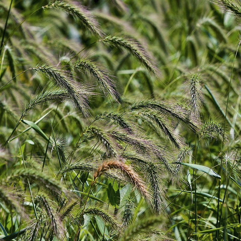 Elymus Canadensis Canada Wild Rye Grounded