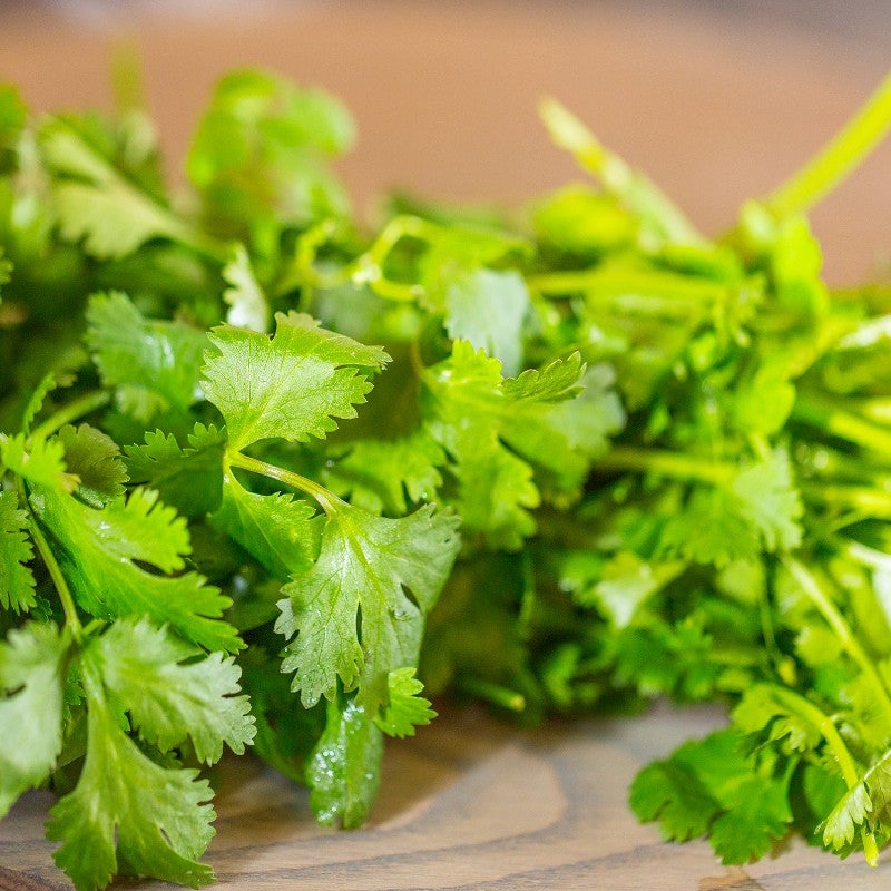 Cilantro Seeds