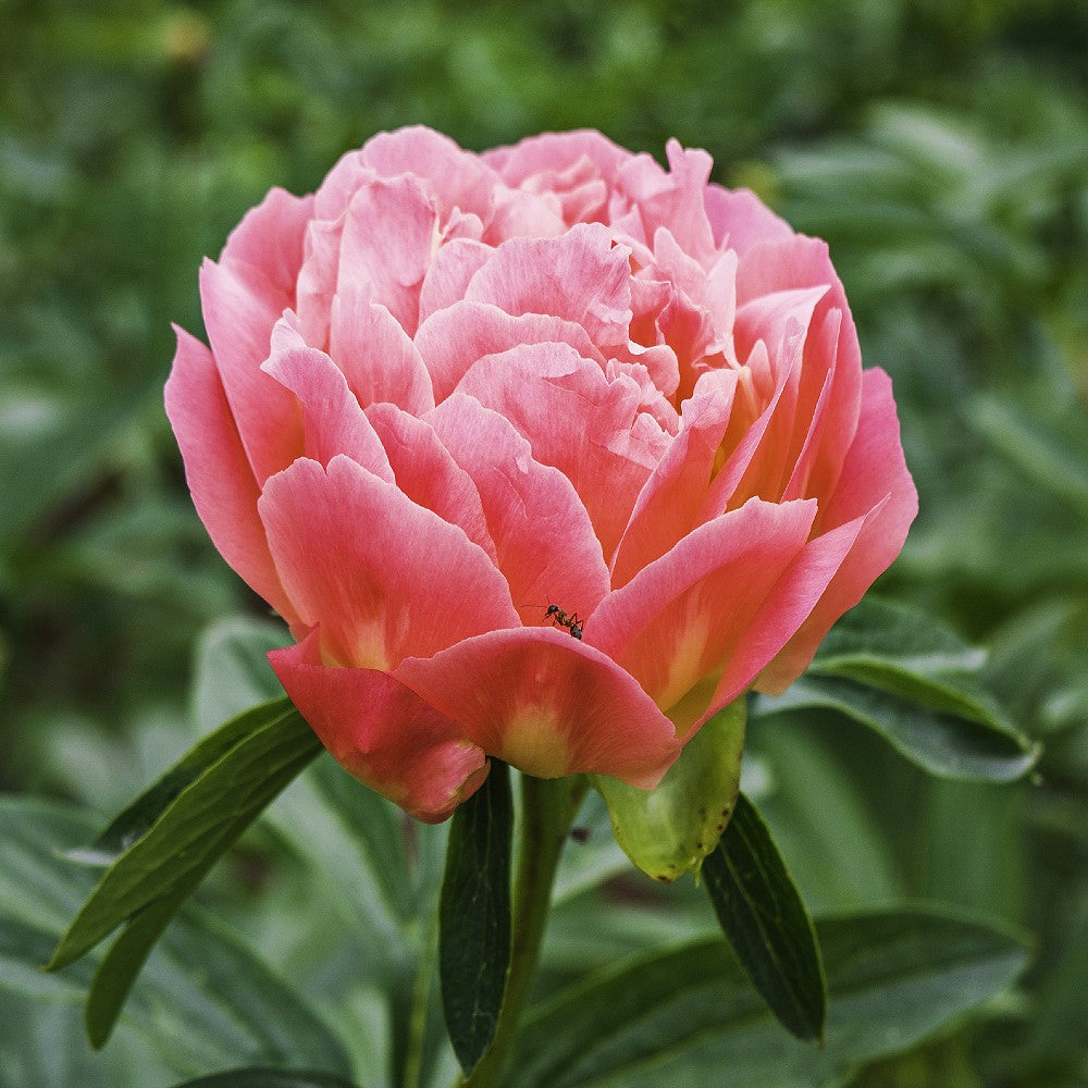 Peony 'Coral Sunset'