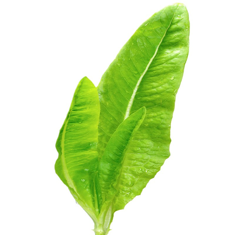 HERITAGE Lettuce Amish Deer Tongue Seeds