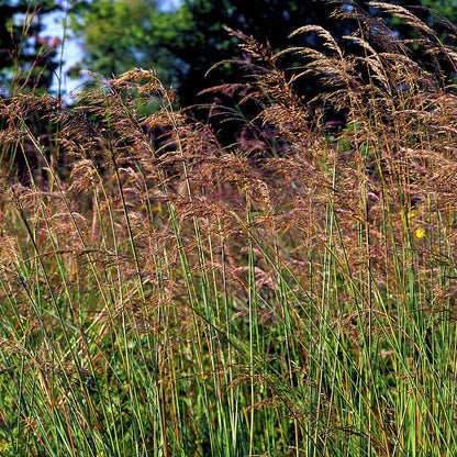 Indiangrass Seeds