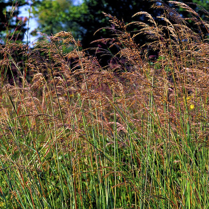 Indiangrass Seeds (Sorghastrum nutans)