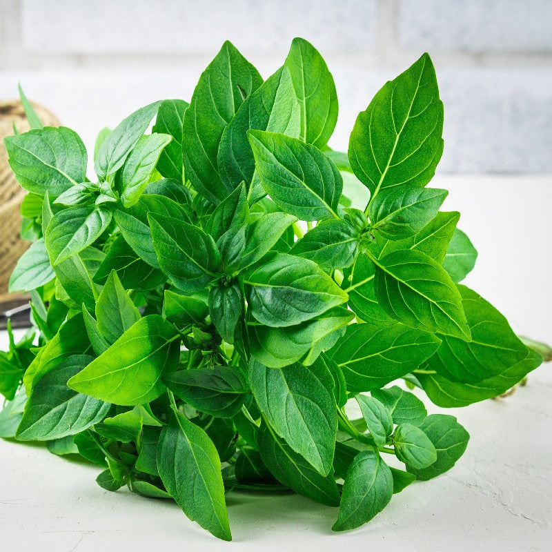 600 Lemon Basil Herb Seeds - Non-GMO, Easy To Grow, Full Sun, For Garden & Containers