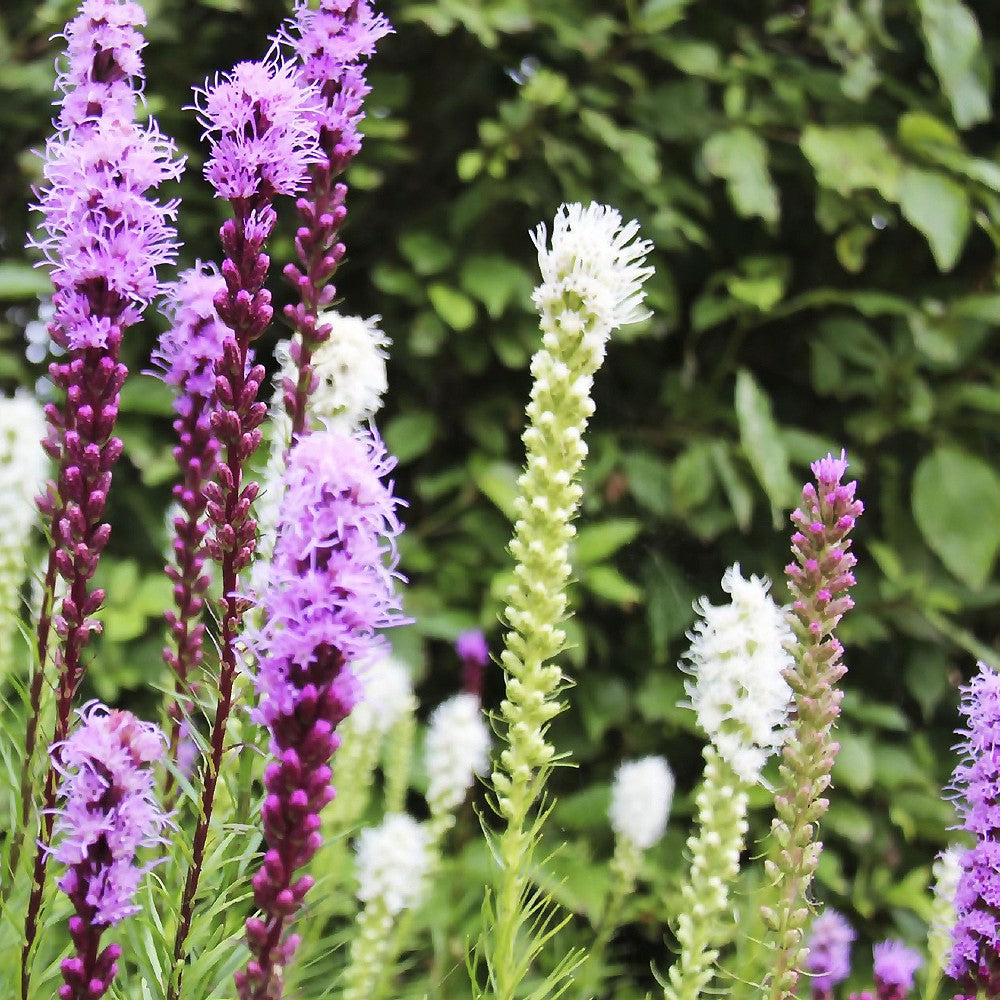 Liatris Mix (Blazing Star)