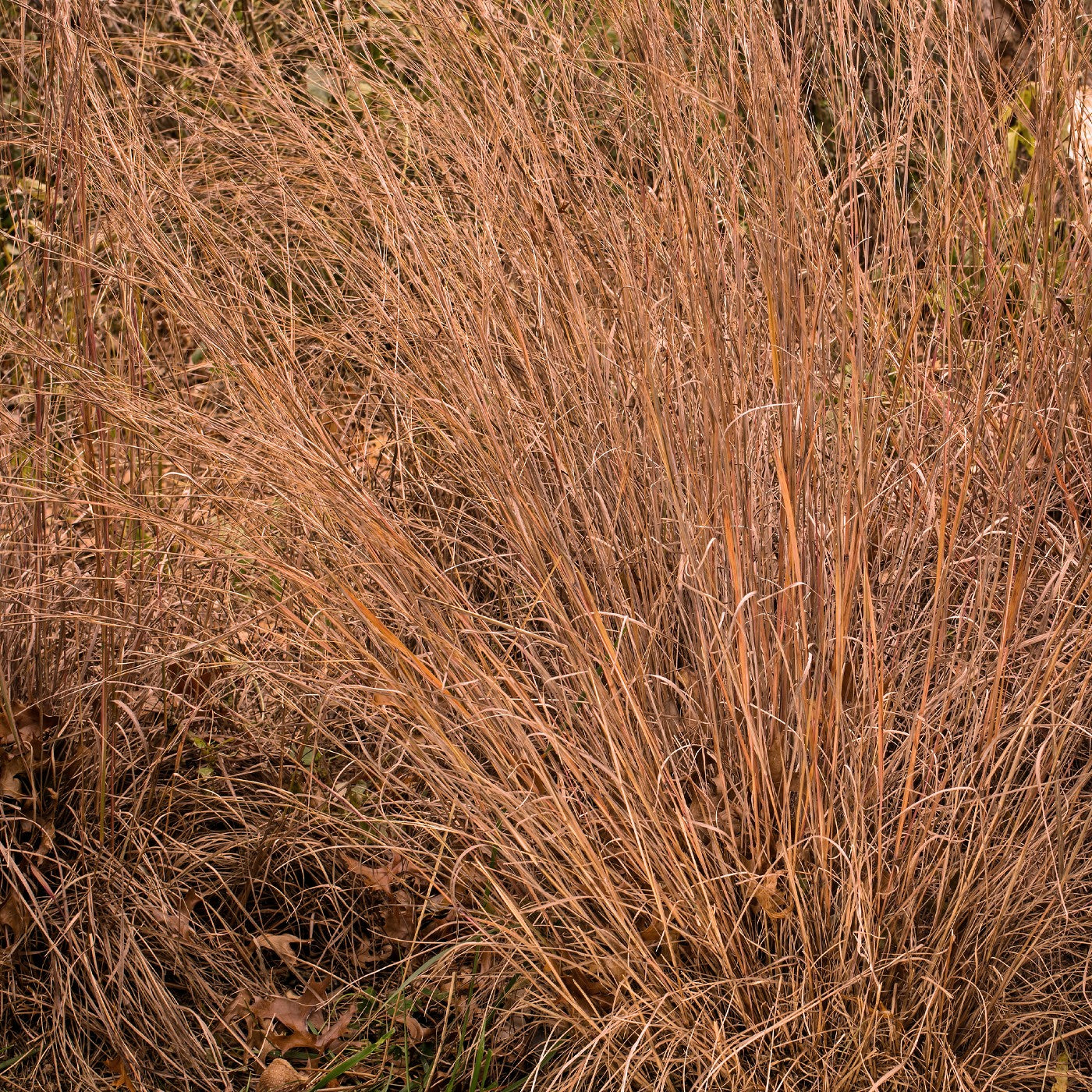 Little Bluestem Grass Seeds (Schizachyrium scoparium)