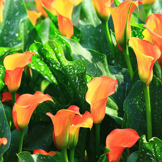 Calla Lily Orange Pitcher