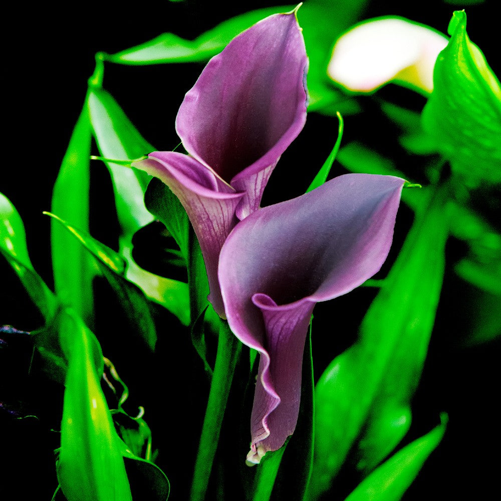 Calla Lily Outback