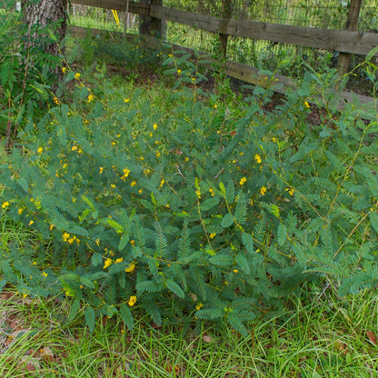 Partridge Pea Seeds (Chamaecrista fasciculata)