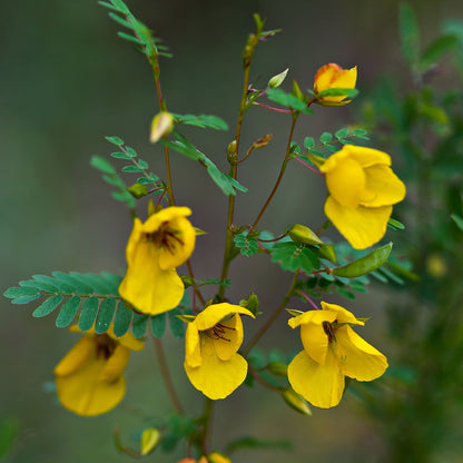 Partridge Pea Seeds (Chamaecrista fasciculata)