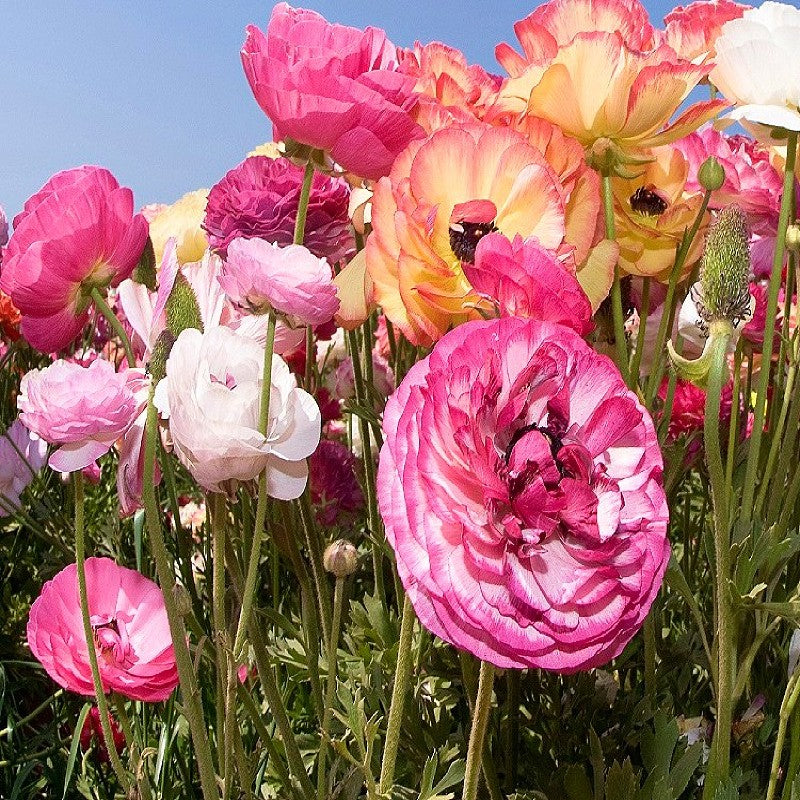 Ranunculus 'Persian Buttercup Pastel Mix '