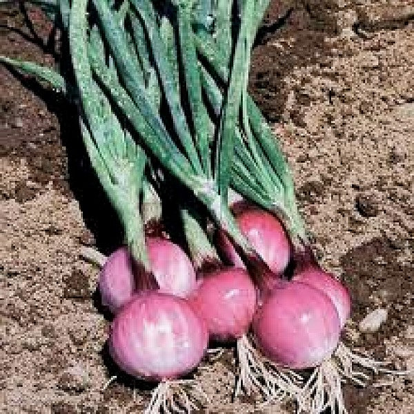 Onion Purplette Seeds