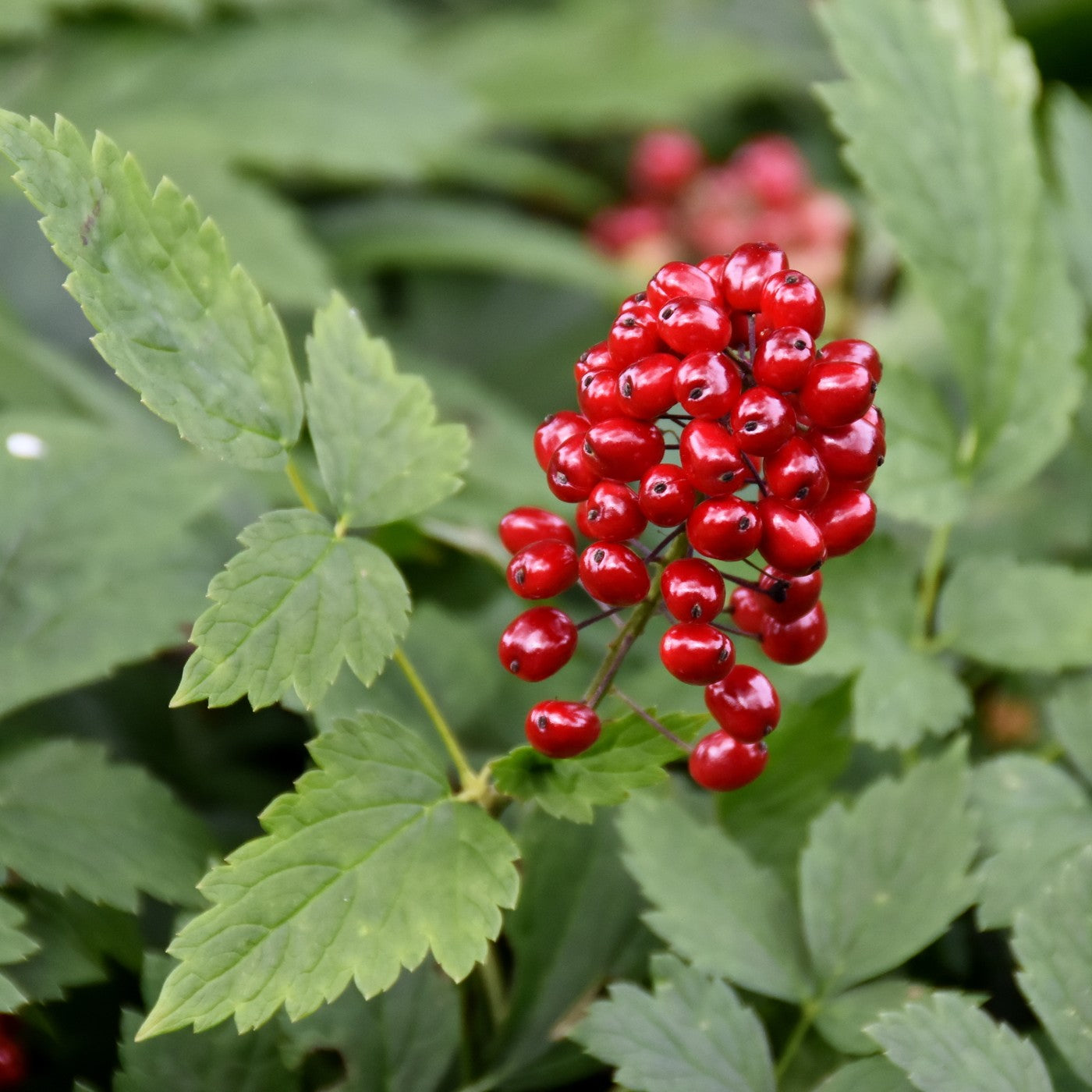 Red Baneberry Seeds (Actaea rubra)