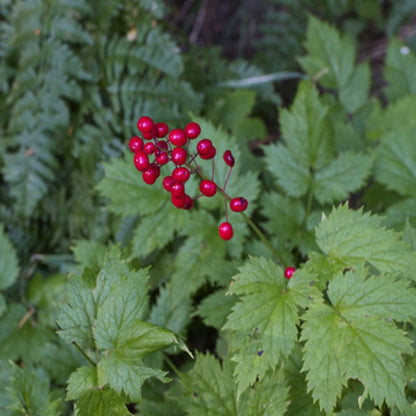 Red Baneberry Seeds