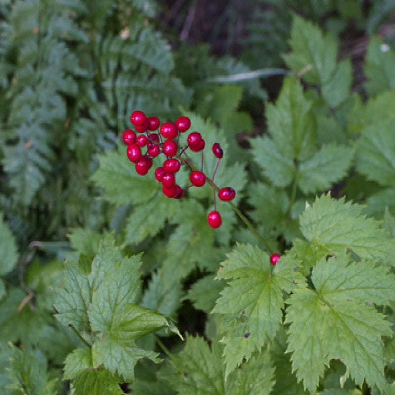 Red Baneberry Seeds (Actaea rubra)