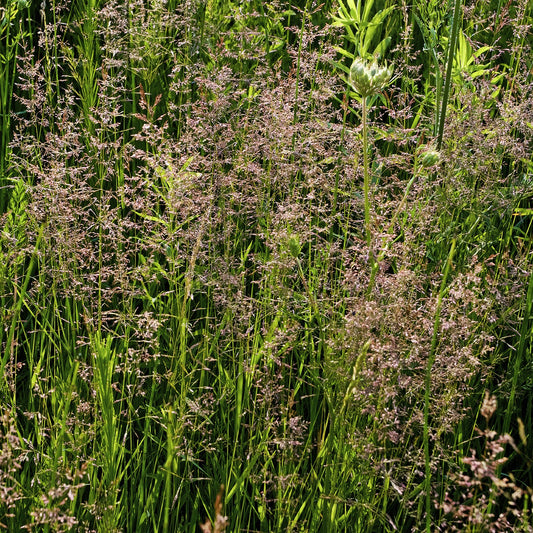 Redtop Grass Seeds (Agrostis alba)