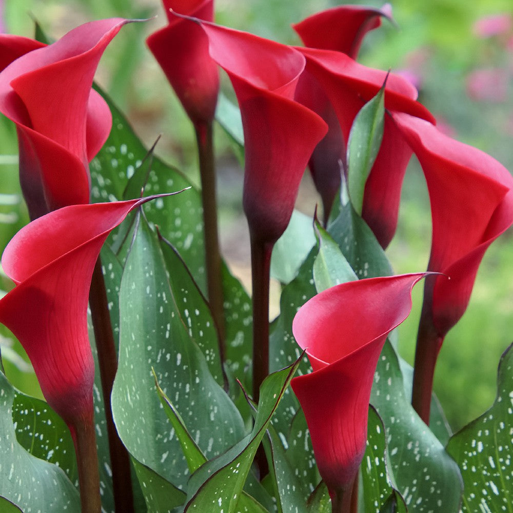 Calla Rocket Calla Lily White Mini Calla Lilies