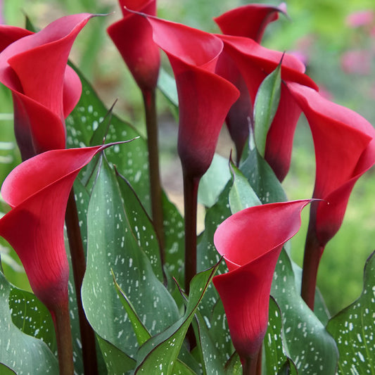 Calla Lily Rocket