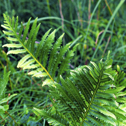 red fern plant seeds Sensitive Fern Spores (Onoclea Sensibilis)