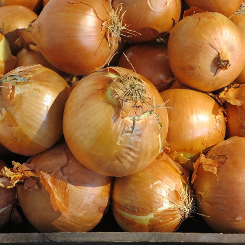 Onion - Sweet Spanish Seeds