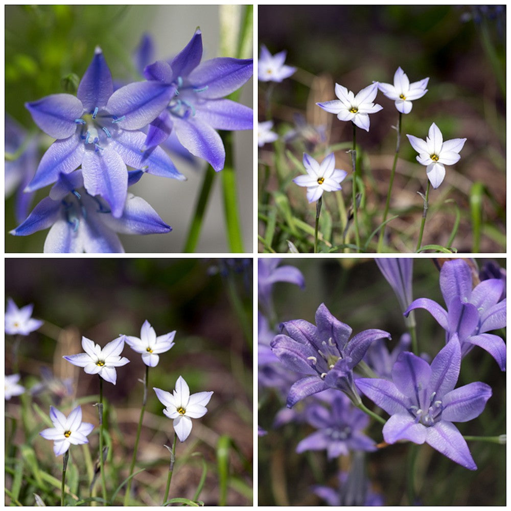 Triteleia 'Starflower Mix'