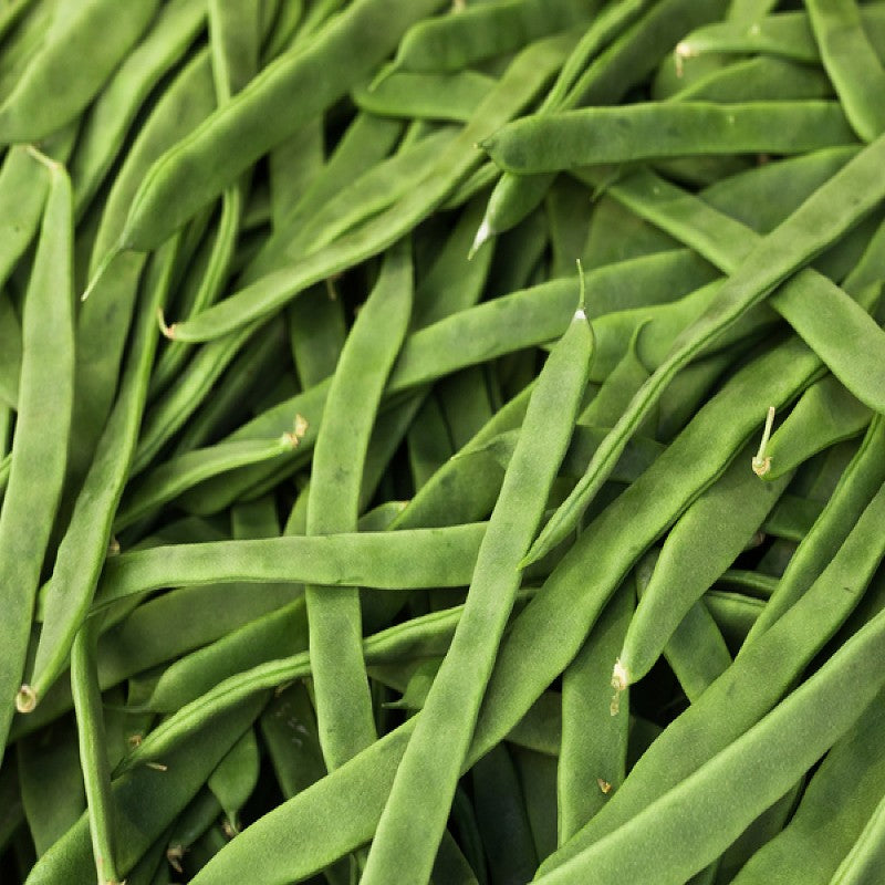 Beans - Stringless Green Pod Seeds