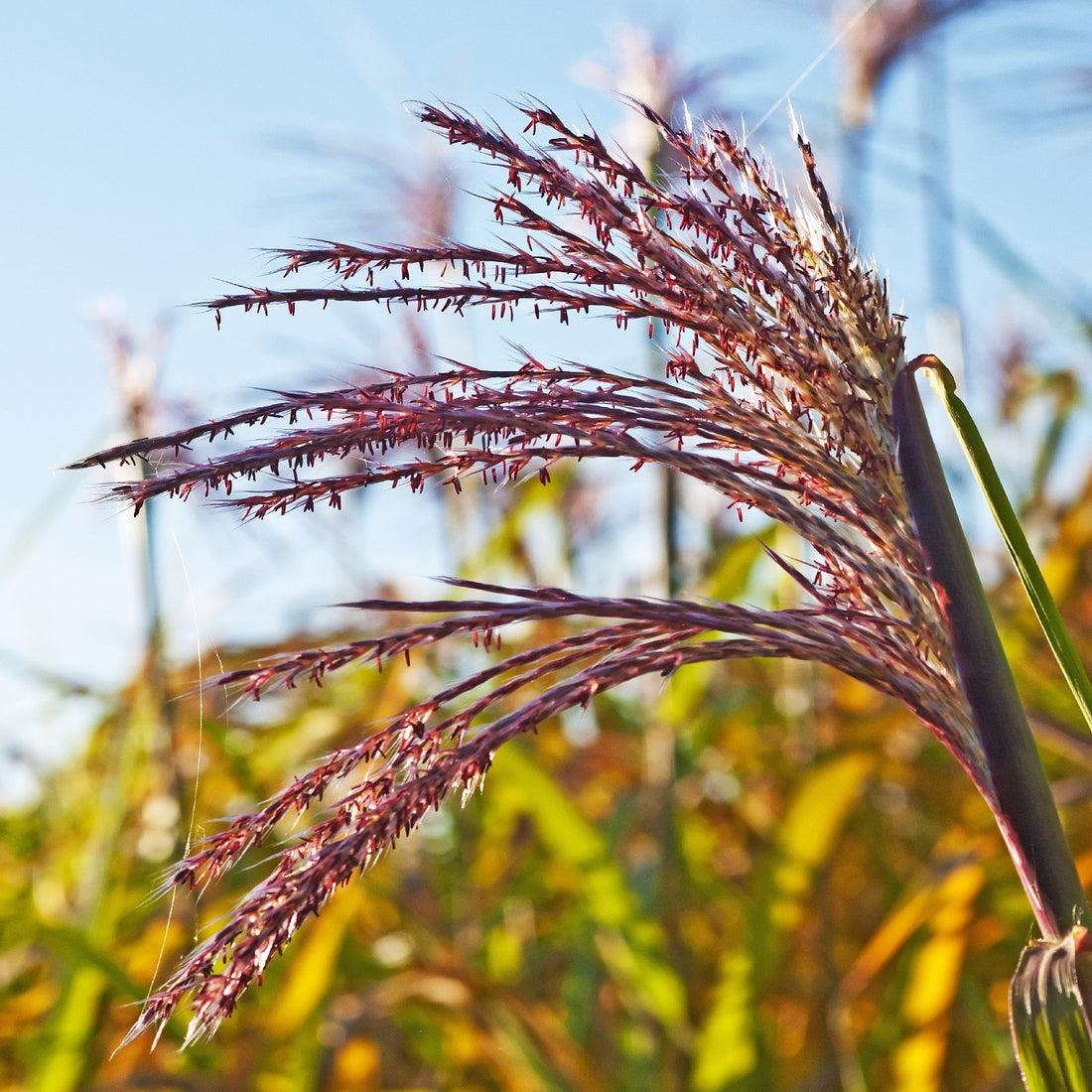 Switchgrass Seeds (Panicum virgatum) – Vermont Wildflower Farm