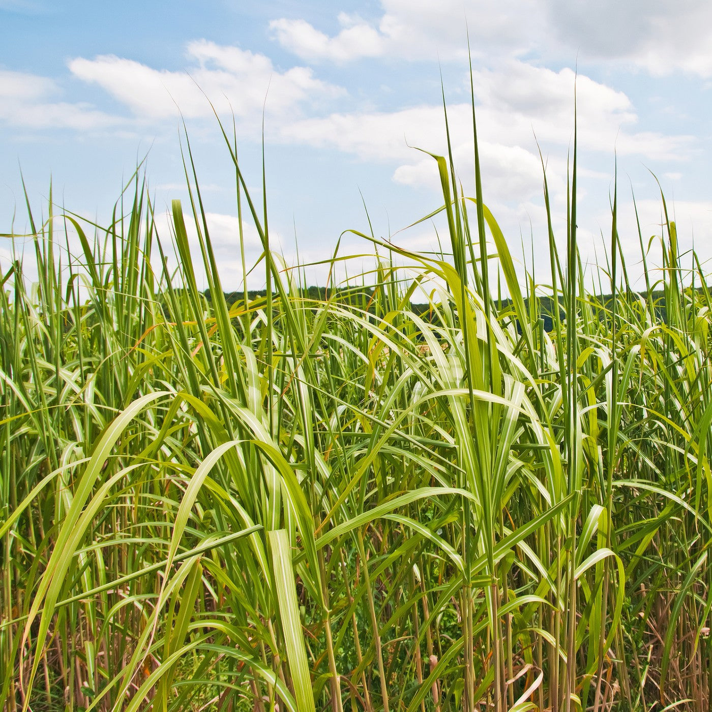 Switchgrass Seeds (Panicum virgatum)