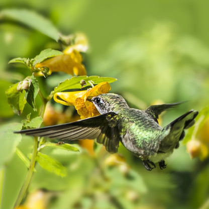 Touch-me-not Seeds (Impatiens capensis)