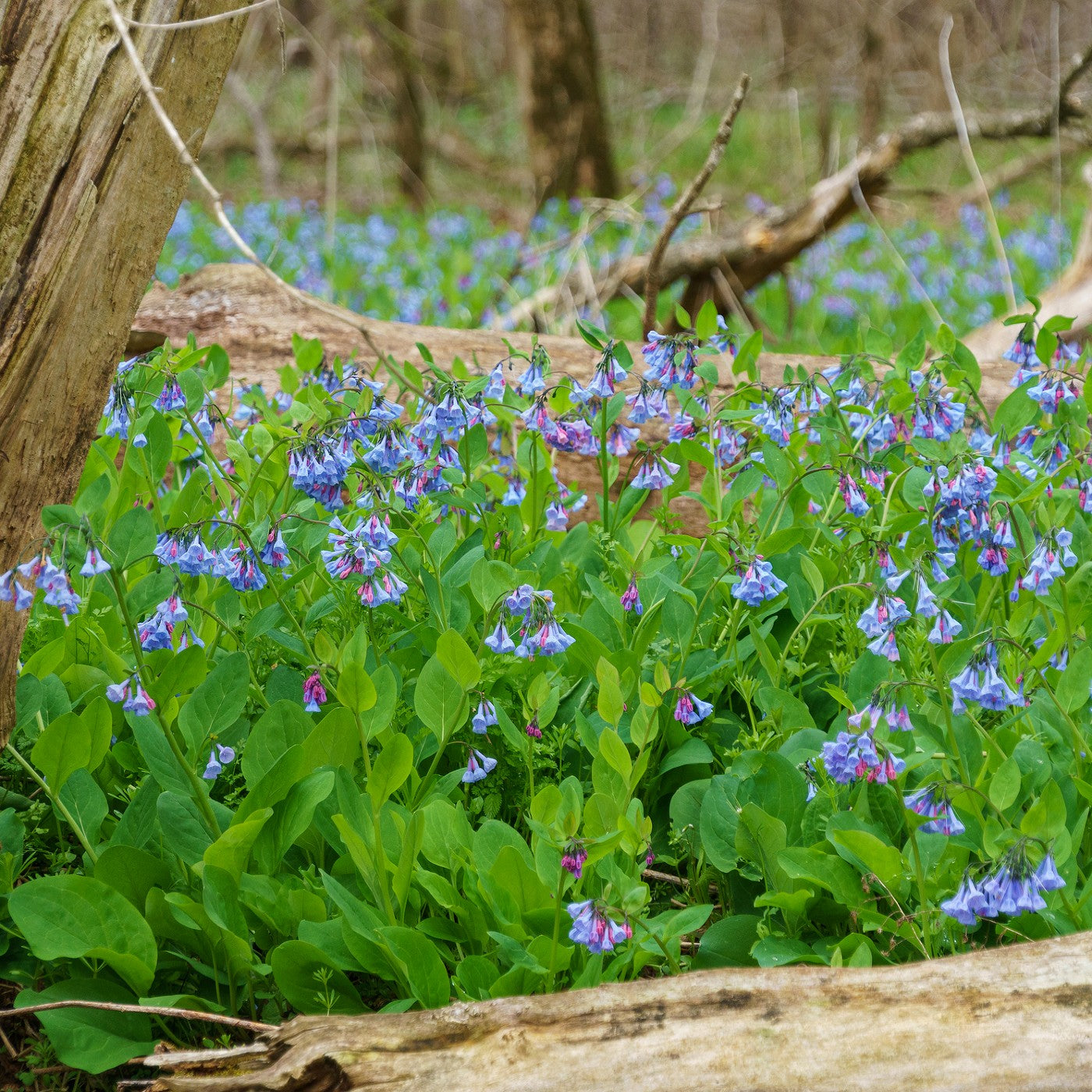 planting virginia bluebell seeds Virginia Bluebells Seeds (Mertensia virginica)