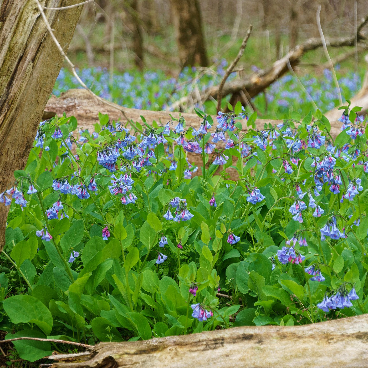 Virginia Bluebells Seeds (Mertensia virginica)