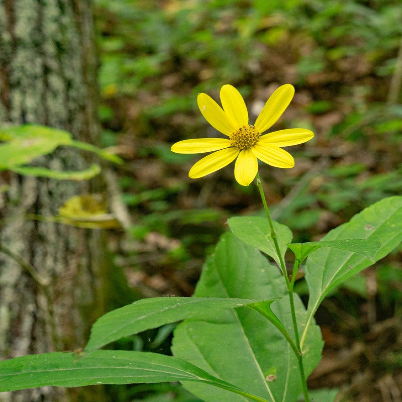 Woodland Sunflower Seeds (Helianthus strumosus)