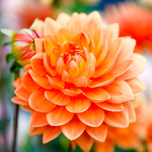 Dahlia Decorative 'Prince of Orange'