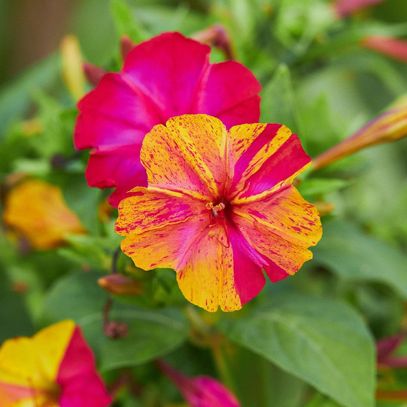 Four O'Clocks Seeds (Mirabilis jalapa)