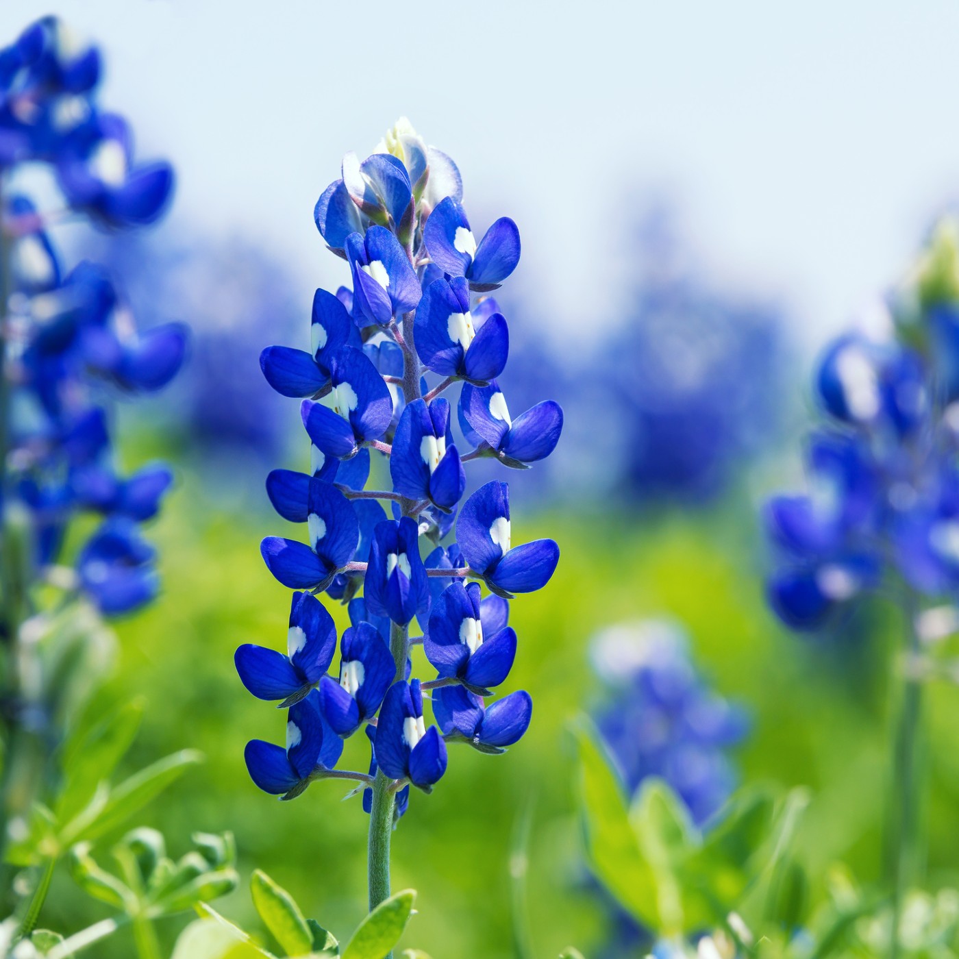 Texas Bluebonnet Seeds (Lupinus texensis)